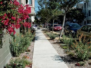 Common Sidewalk Garden Mistakes in San Francisco (And How To Avoid Them) post feature image