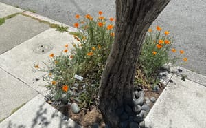 What Sidewalk Garden Labels Actually Do (And Why They Matter) post feature image