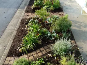 What It’s Like to Plant Your First Sidewalk Garden in San Francisco post feature image